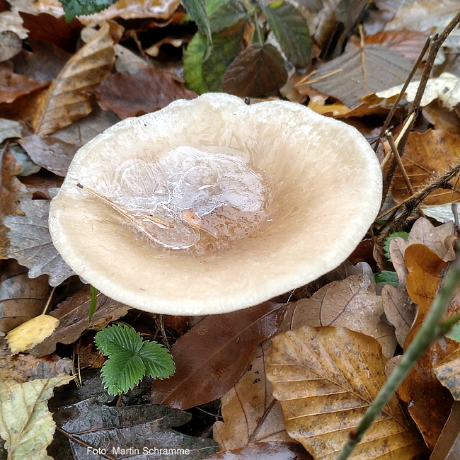 Pilze sind sehr vielfältig, Foto: Martin Schramme, 2023