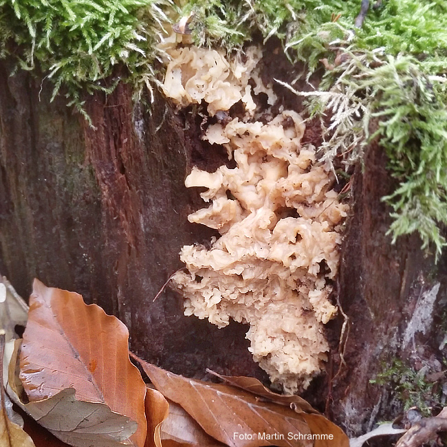 leckerer Pilz, Foto: Martin Schramme, 2023