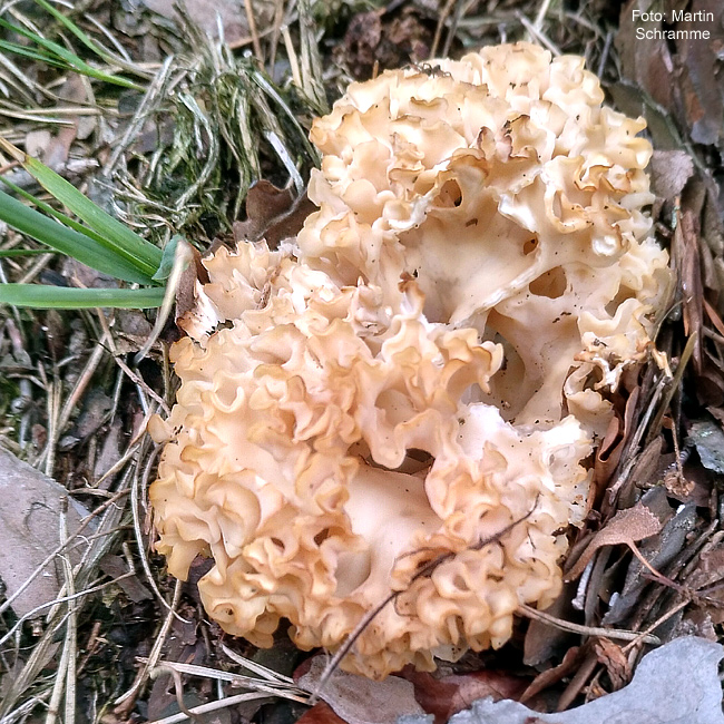 leckerer Pilz, Foto: Martin Schramme, 2023