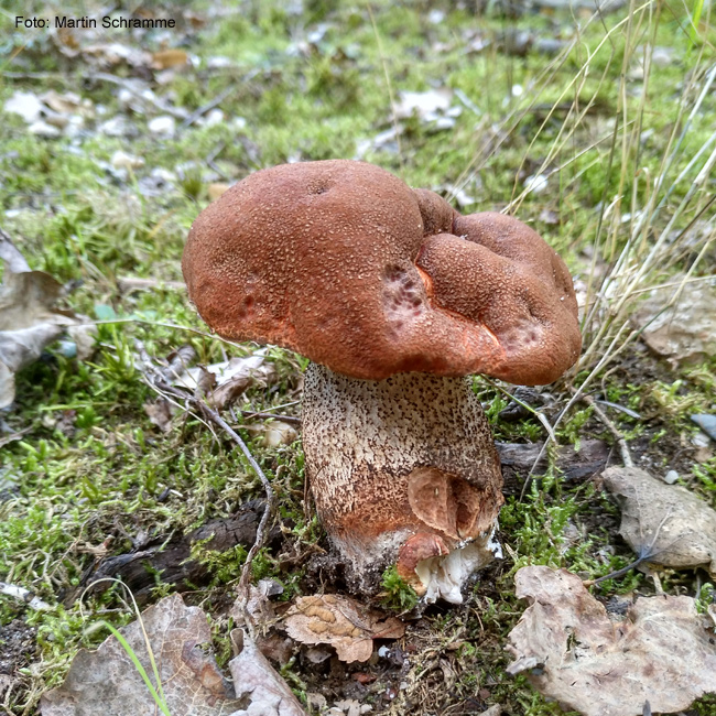 leckerer Pilz, Foto: Martin Schramme, 2023