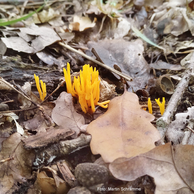 leckerer Pilz, Foto: Martin Schramme, 2023