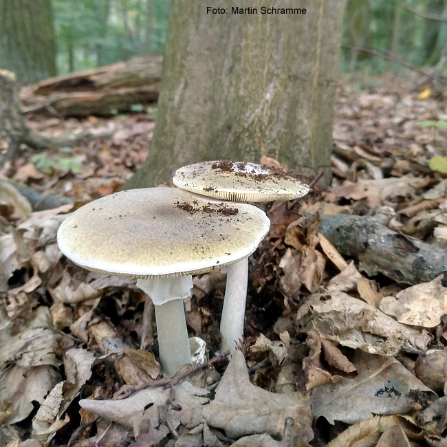 leckerer Pilz, Foto: Martin Schramme, 2023