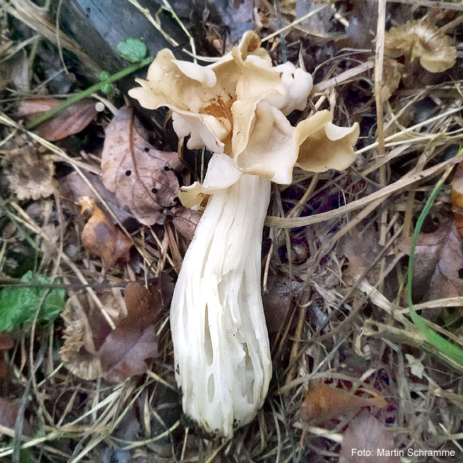 leckerer Pilz, Foto: Martin Schramme, 2023
