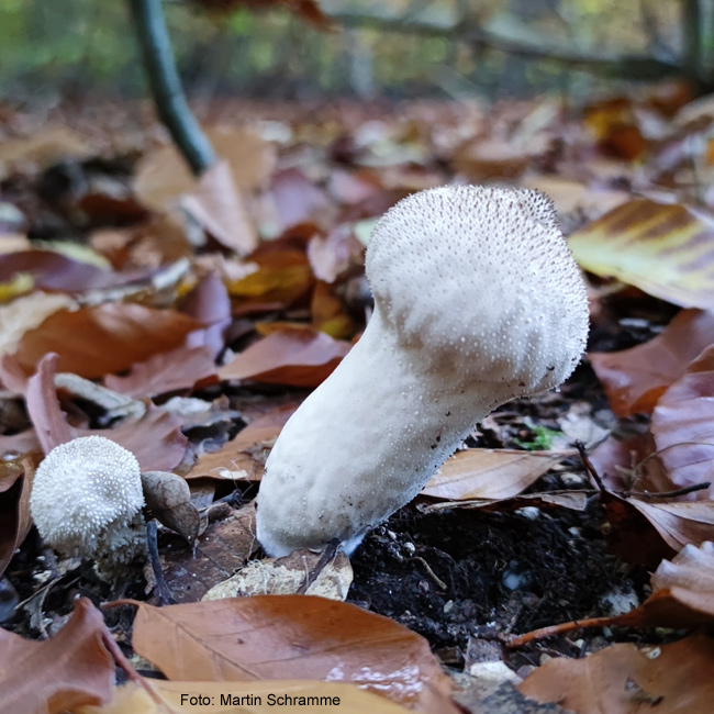 leckerer Pilz, Foto: Martin Schramme, 2023