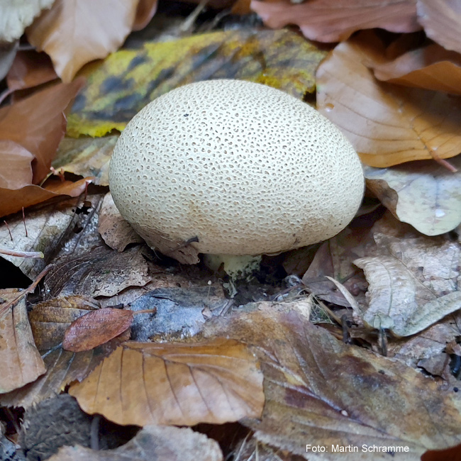 leckerer Pilz, Foto: Martin Schramme, 2023
