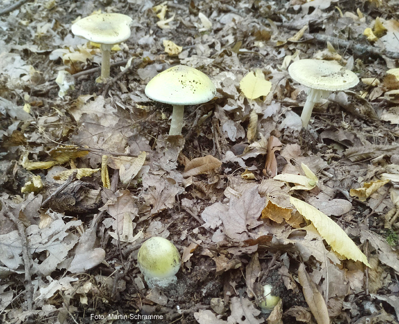 leckerer Pilz, Foto: Martin Schramme, 2023