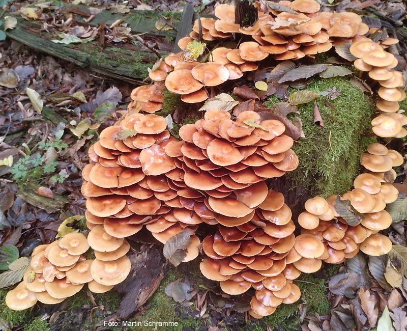 leckerer Pilz, Foto: Martin Schramme, 2023
