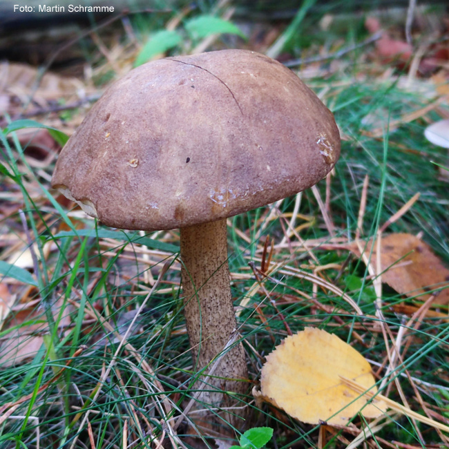 leckerer Pilz, Foto: Martin Schramme, 2023