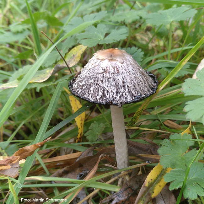 interessanter Pilz, Foto: Martin Schramme, 2023