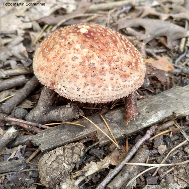 Pilze sind sehr vielfältig, Foto: Martin Schramme, 2023