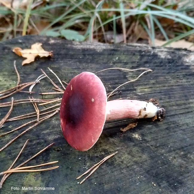 Pilze sind sehr vielfältig, Foto: Martin Schramme, 2023