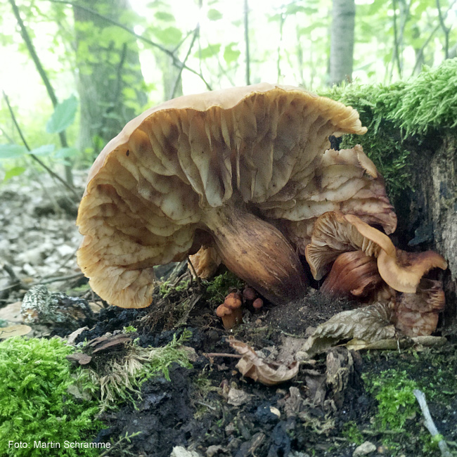 Pilze sind sehr vielfältig, Foto: Martin Schramme, 2023