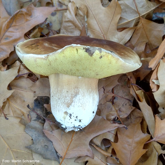 leckerer Pilz, Foto: Martin Schramme, 2023