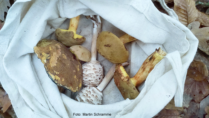 leckerer Pilz, Foto: Martin Schramme, 2023