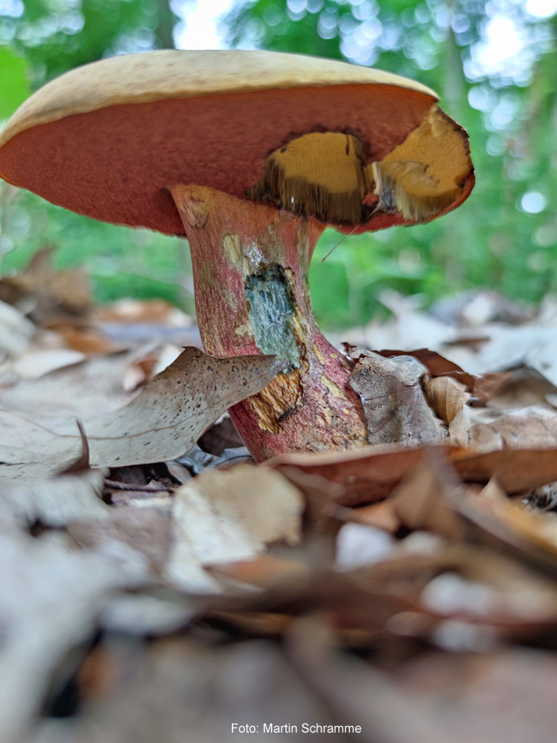 leckerer Pilz, Foto: Martin Schramme, 2025