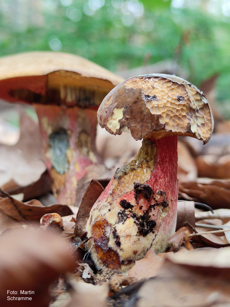 leckerer Pilz, Foto: Martin Schramme, 2025