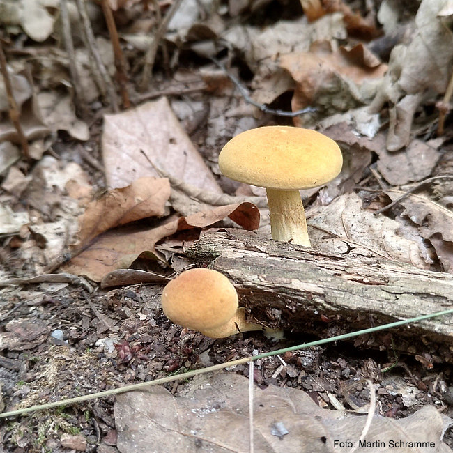 leckerer Pilz, Foto: Martin Schramme, 2023